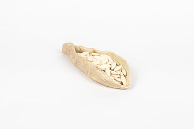 seaside-seashell