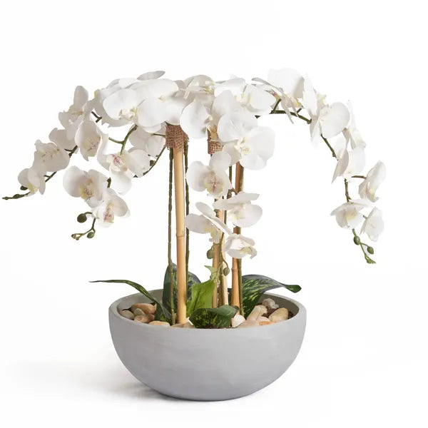 Orchids In Grey Pot - Medium
