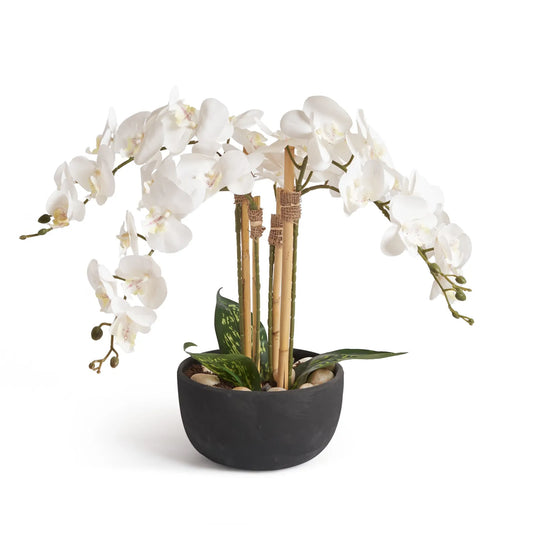 Orchids In Black Pot - Medium