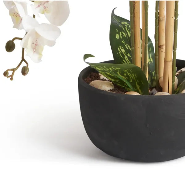 Orchids In Black Pot - Medium