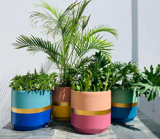 Safarina - TPOTS- The Mob Collective