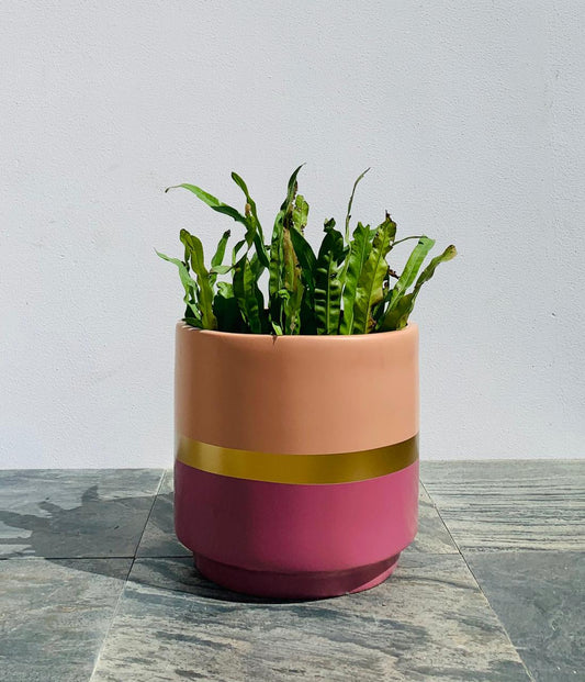 Safarina - TPOTS- The Mob Collective