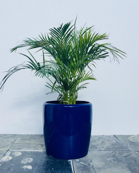 Plume - TPOTS- The Mob Collective