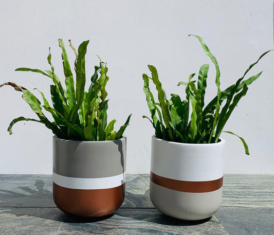 Rock - TPOTS- The Mob Collective