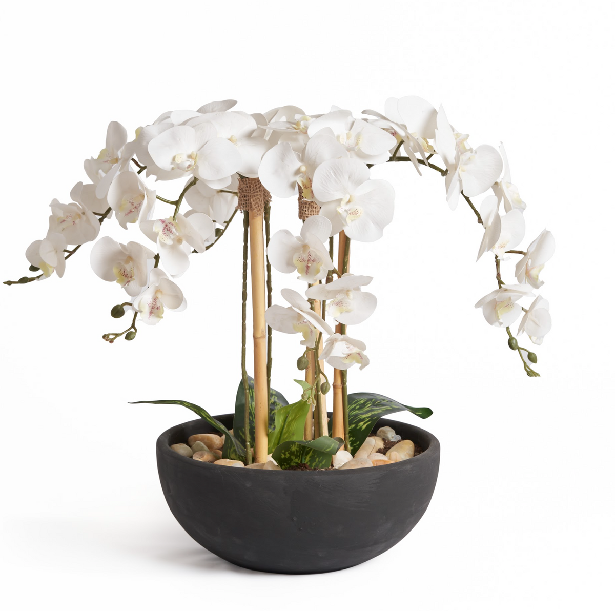 Orchids In Black Pot - Large