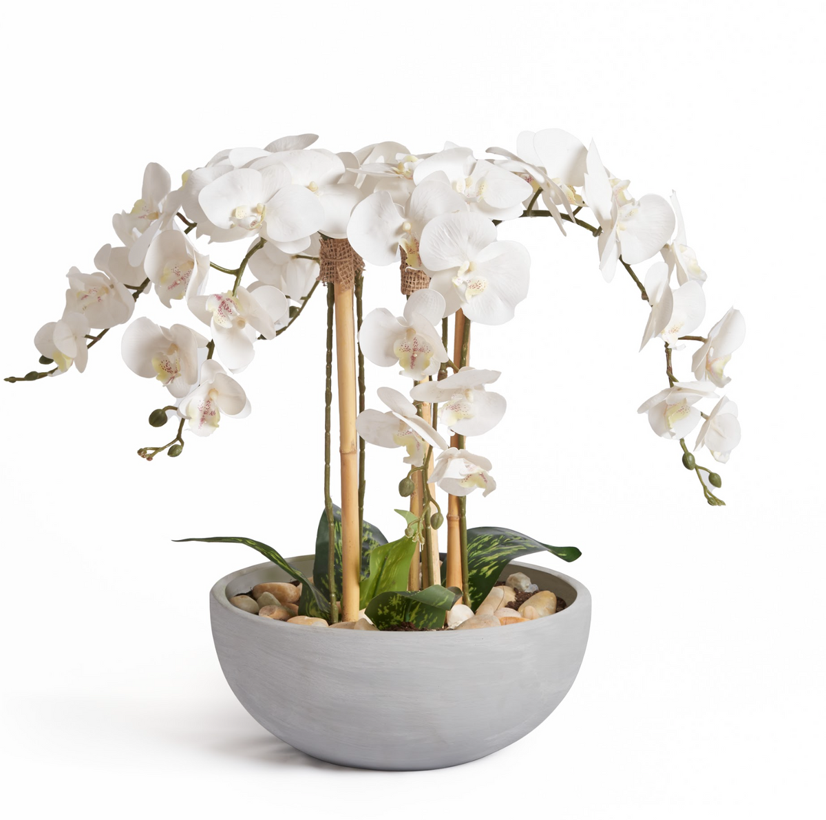 Orchids In Grey Pot - Large