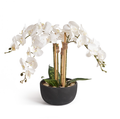 Orchids In Black Pot - Medium