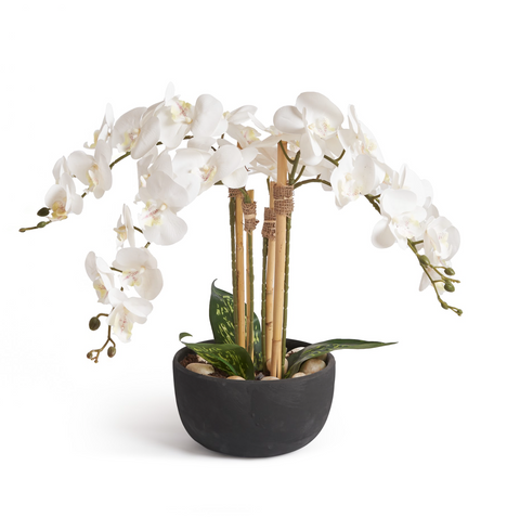 Orchids In Black Pot - Small