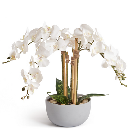 Orchids In Grey Pot - Small